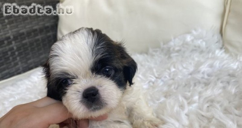 Mini shi-tzu kutya