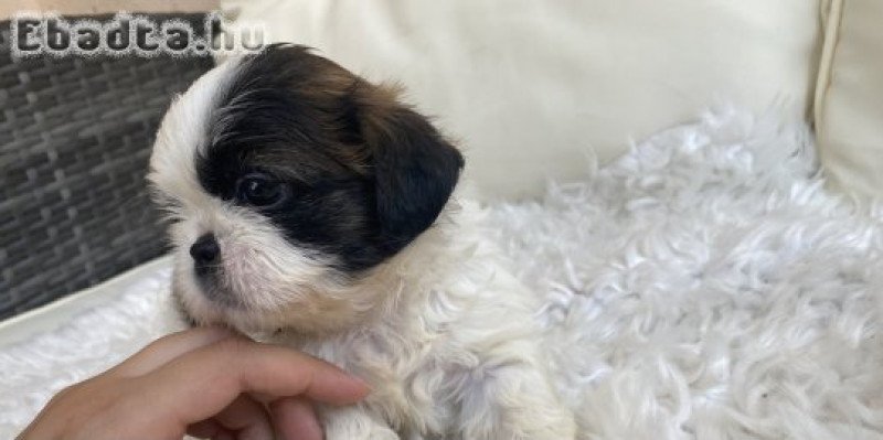 Mini shi-tzu kutya