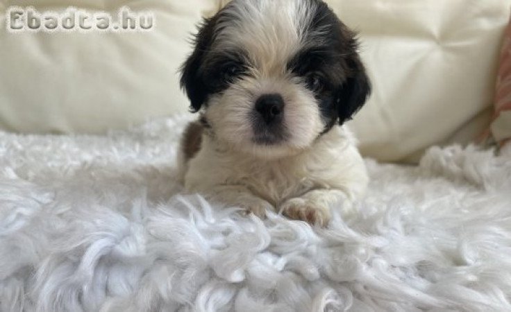 Mini shi-tzu kutya