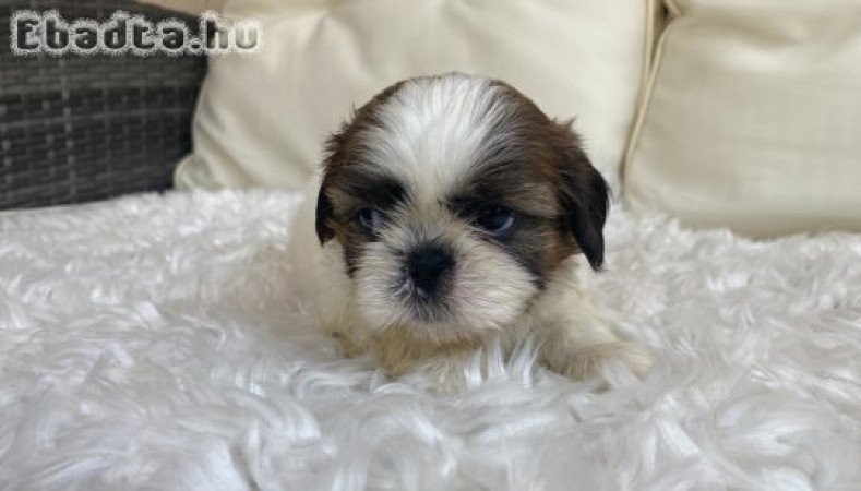 Mini shi-tzu kutyus