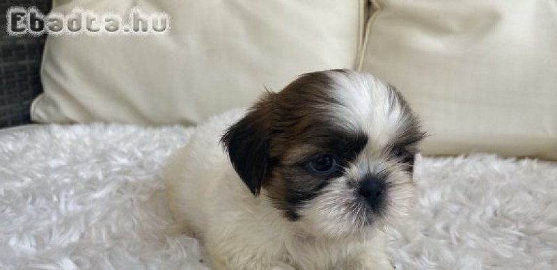 Mini shi-tzu kutyus