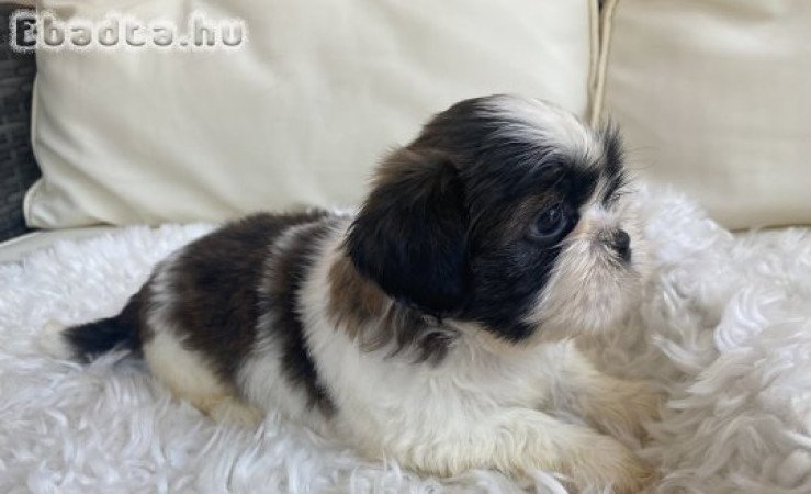 Mini shi-tzu kutya