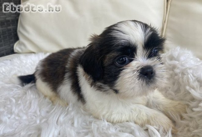 Mini shi-tzu kutya