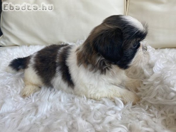 Mini shi-tzu kutya