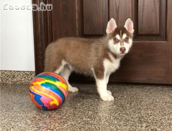 Kedves szibériai husky kölykök