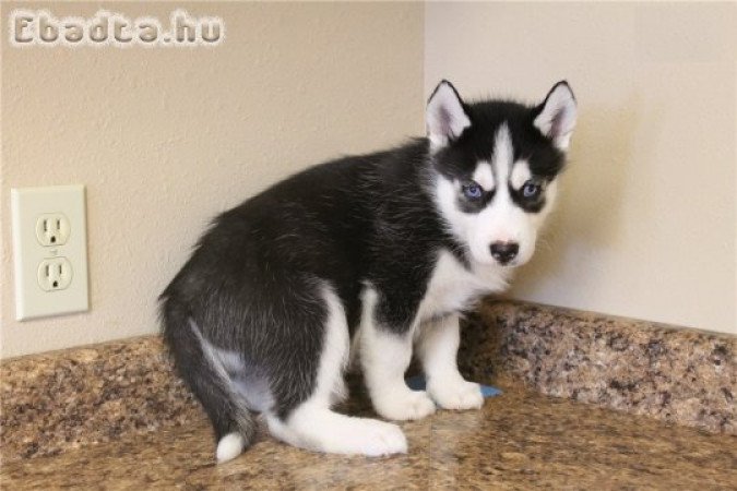 Kedves szibériai husky kölykök