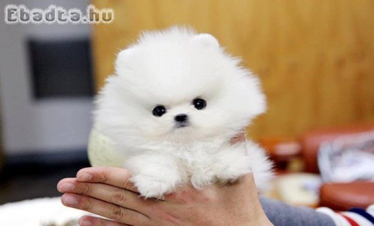 Pomerániai kölykök