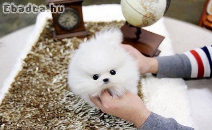 Pomerániai kölykök