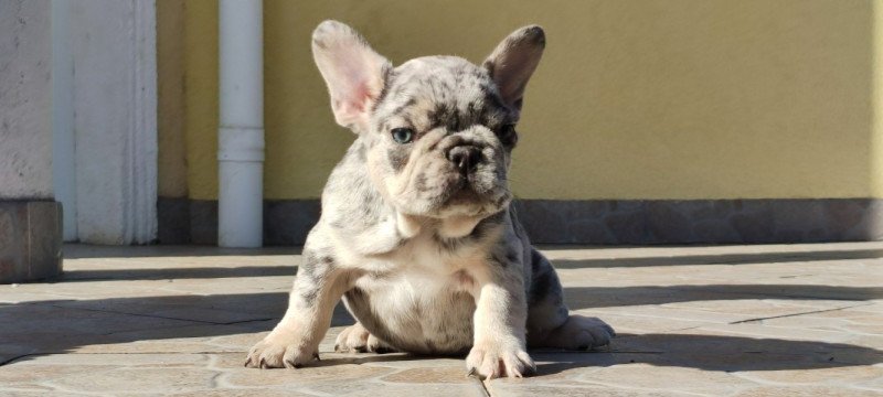 Francia bulldog