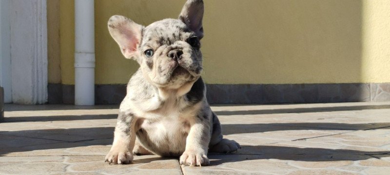 Francia bulldog