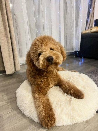 Máltai+uszkár=Maltipoo havanese bichon