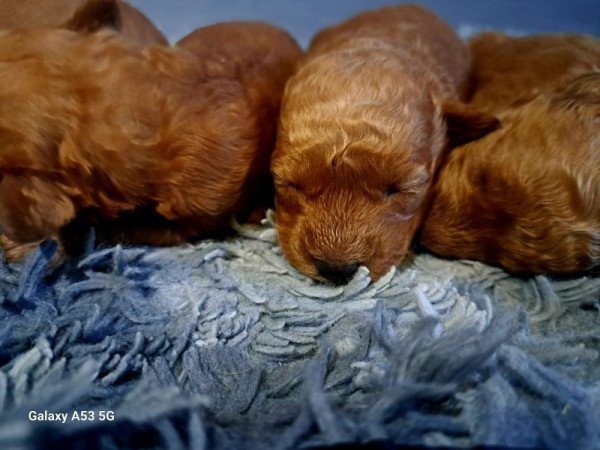 Máltai+uszkár=Maltipoo havanese bichon