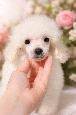 Toy Uszkár