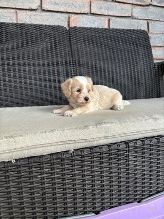 Maltipoo