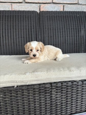 Maltipoo