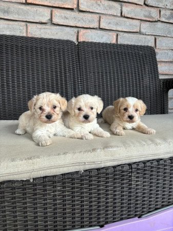 Maltipoo