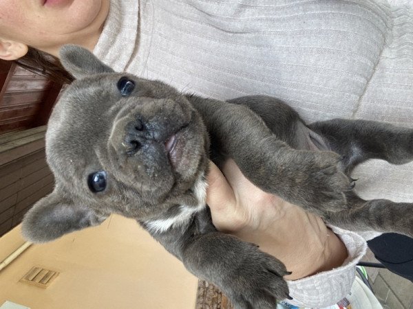 Francia bulldog