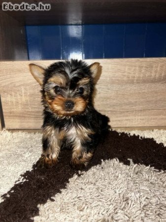 Yorkshire Terrier bébik