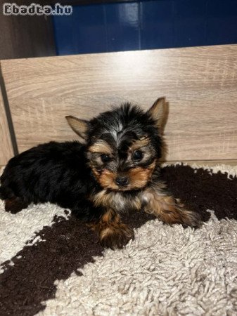 Yorkshire Terrier bébik