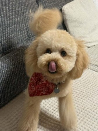 Máltai+uszkár=Maltipoo havanese bichon