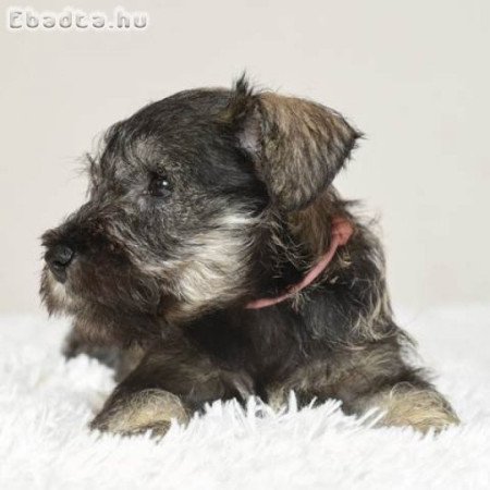 Miniatűr schnauzer kölykök