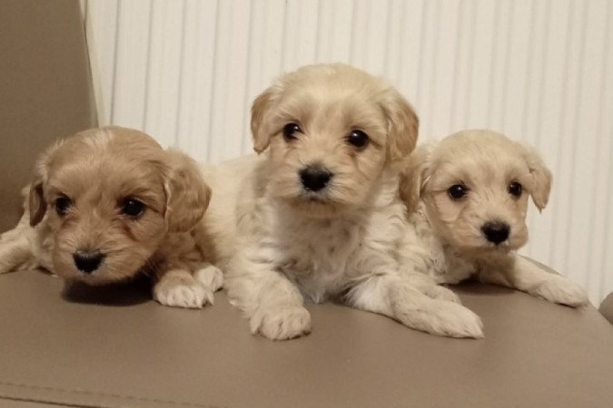 Maltipoo