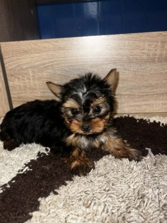 Yorkshire Terrier