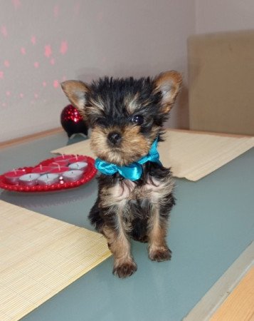 Yorki