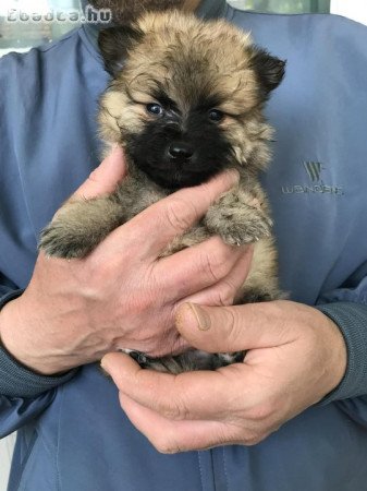 Azonnal elvihetők 8 hetes Spicc, Spitz kutyusok!