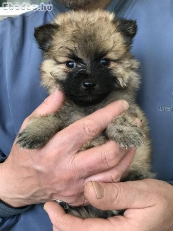 Azonnal elvihetők 8 hetes Spicc, Spitz kutyusok!