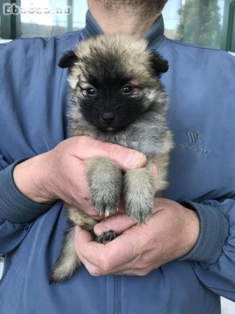 Azonnal elvihetők 8 hetes Spicc, Spitz kutyusok!