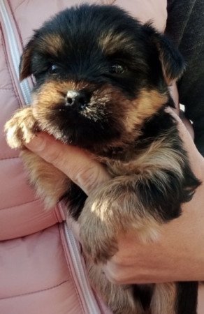 Yorkshire Terrier (Yorki)