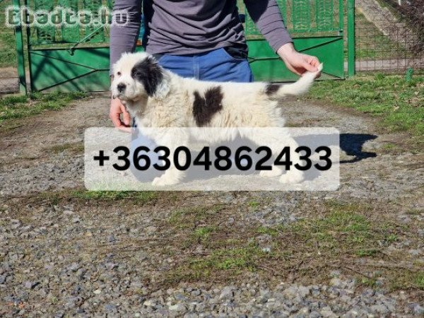 Közép Ázsiai Juhász kölykök