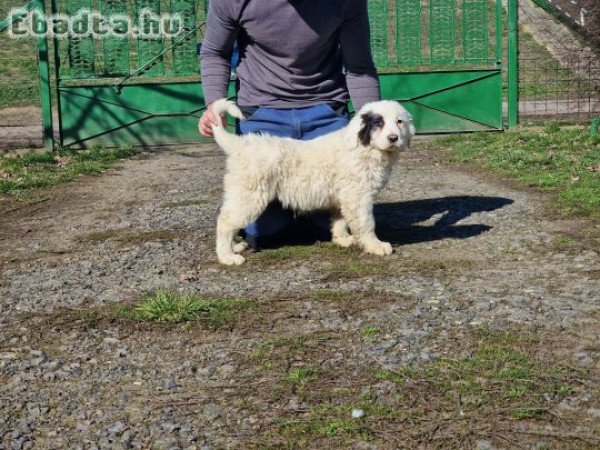 Közép Ázsiai Juhász kölykök