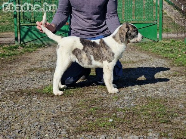 Közép Ázsiai Juhász kölykök