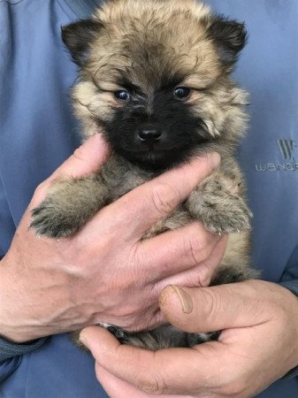 Spicc, Spitz