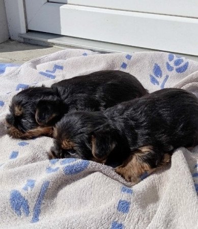 Yorkshire Terrier (Yorki)