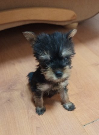 Yorki