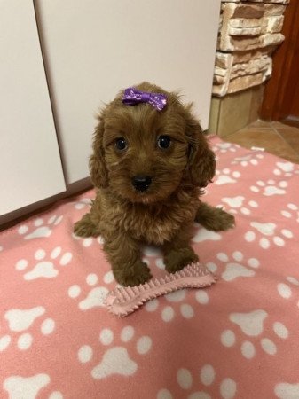 Cavapoo (uszkár cavalier)