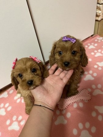 Cavapoo (uszkár cavalier)