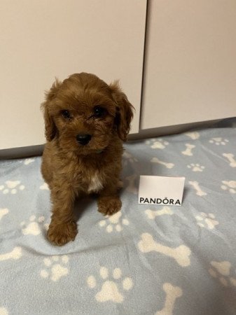 Cavapoo (uszkár cavalier)