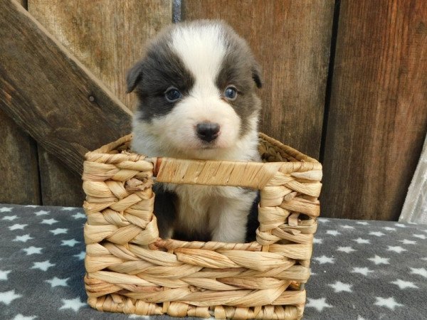 Border collie