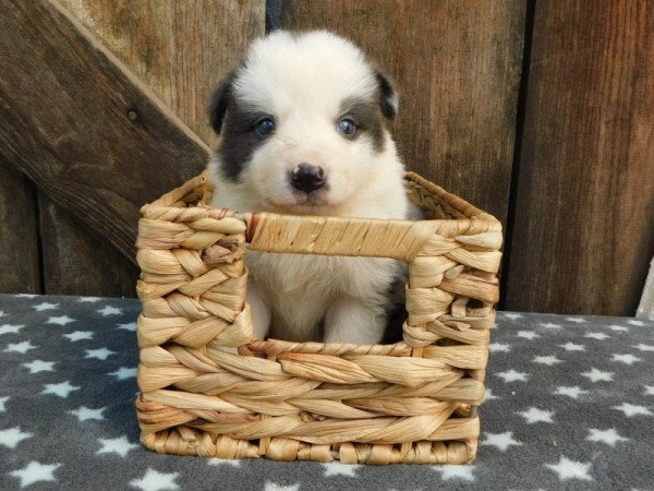 Border collie