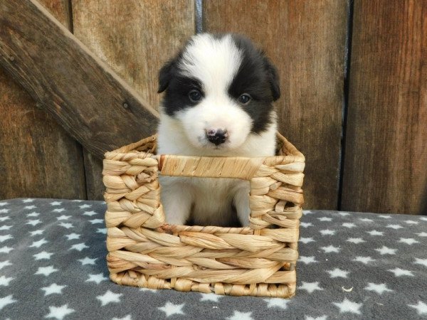 Border collie