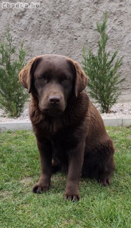 Csoki Labrador