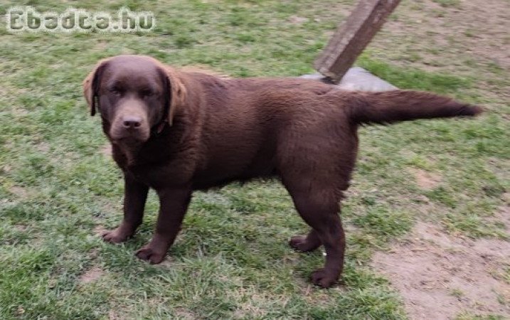Csoki Labrador