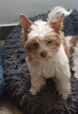 Colorful terrier (szines yorki)