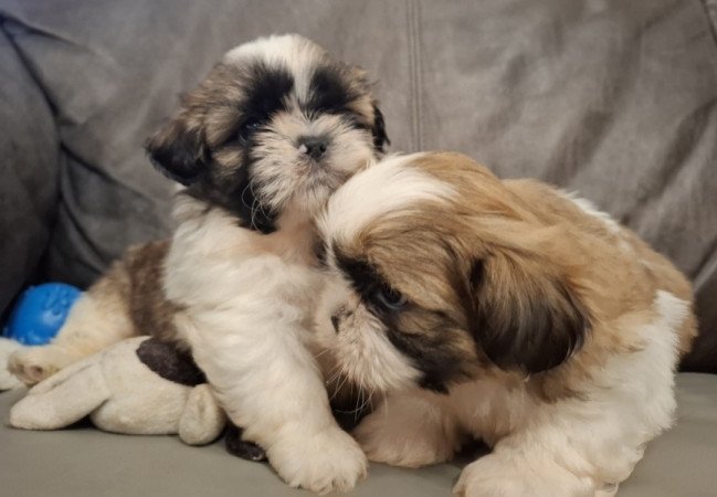 Shih-tzu
