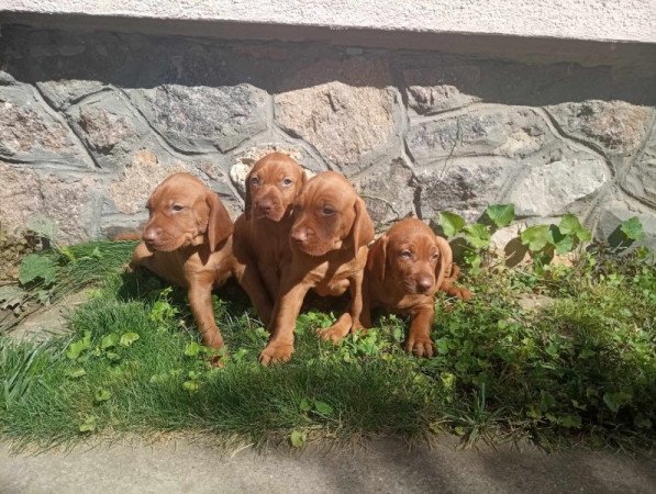 Magyar vizsla