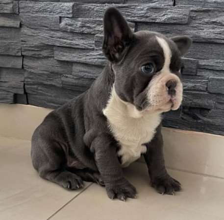 Francia bulldog